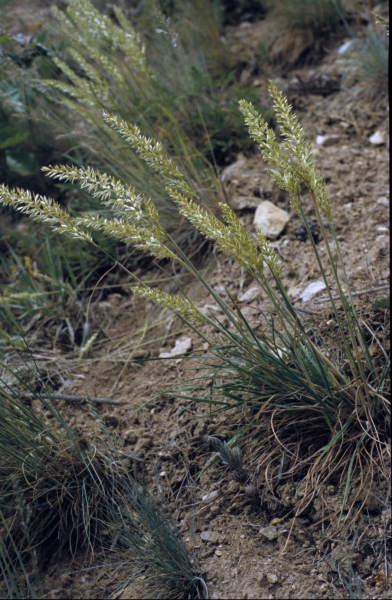 Pflanzenbild gross Walliser Kammschmiele - Koeleria vallesiana