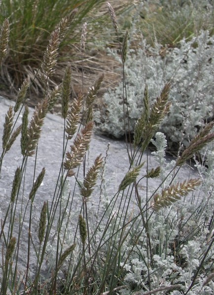 Pflanzenbild gross Walliser Kammschmiele - Koeleria vallesiana