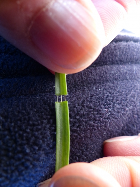 Pflanzenbild gross Schlangen-Wegerich - Plantago serpentina