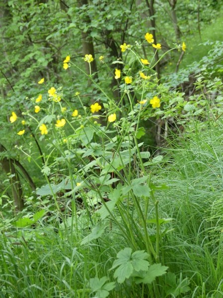 Pflanzenbild gross Wolliger Hahnenfuss - Ranunculus lanuginosus