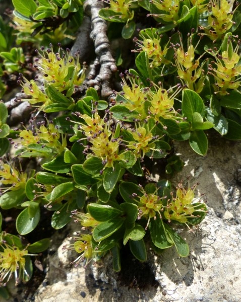 Pflanzenbild gross Quendelblättrige Weide - Salix serpillifolia