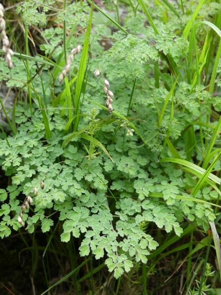 Pflanzenbild gross Stinkende Wiesenraute - Thalictrum foetidum