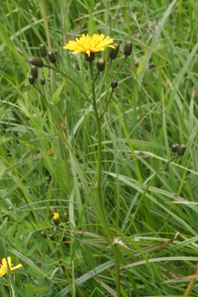 Pflanzenbild gross Sumpf-Pippau - Crepis paludosa