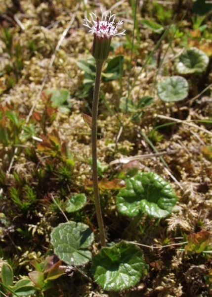 Pflanzenbild gross Grüner Alpenlattich - Homogyne alpina