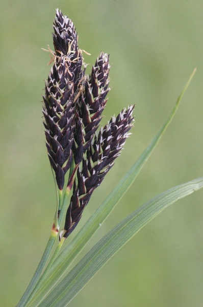 Pflanzenbild gross Trauer-Segge - Carex atrata