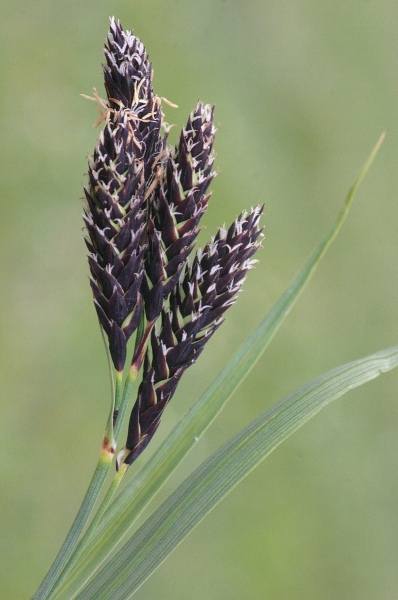 Pflanzenbild gross Trauer-Segge - Carex atrata