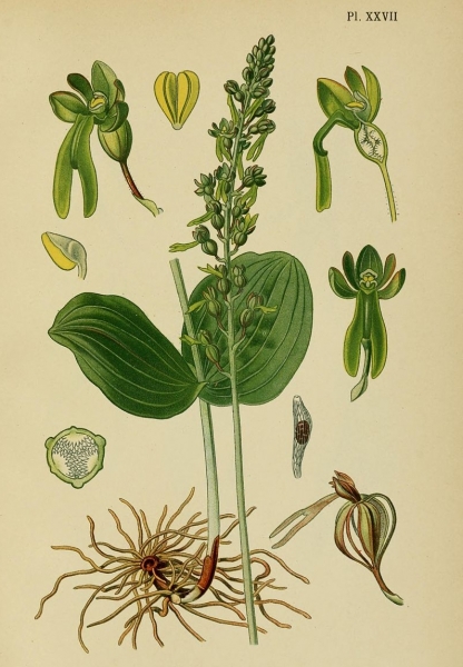 Pflanzenbild gross Grosses Zweiblatt - Listera ovata