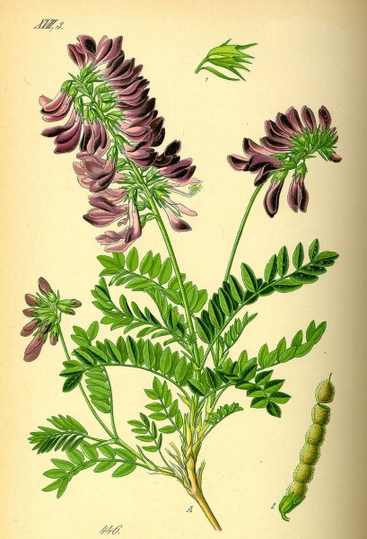 Pflanzenbild gross Alpen-Süssklee - Hedysarum hedysaroides