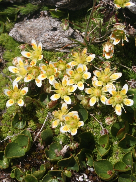 Pflanzenbild gross Moosartiger Steinbrech - Saxifraga bryoides