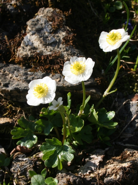 Pflanzenbild gross Alpen-Hahnenfuss - Ranunculus alpestris