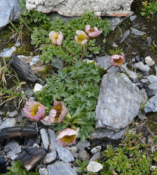 Pflanzenbild gross Gletscher-Hahnenfuss - Ranunculus glacialis