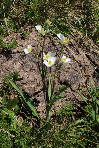 Pflanzenbild gross Wegerich-Hahnenfuss - Ranunculus kuepferi