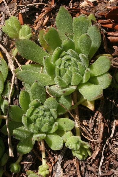 Pflanzenbild gross Berg-Hauswurz - Sempervivum montanum