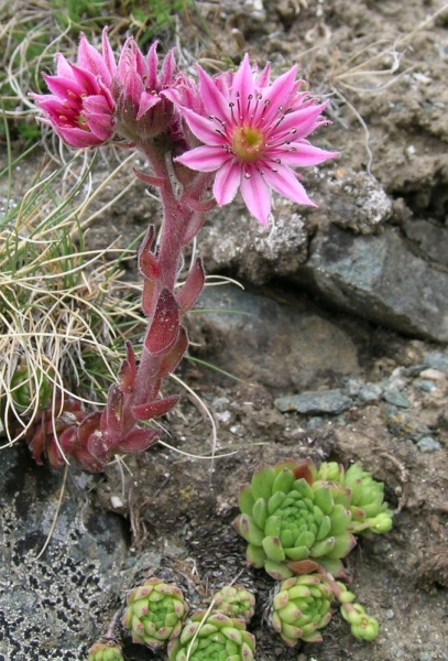 Pflanzenbild gross Berg-Hauswurz - Sempervivum montanum