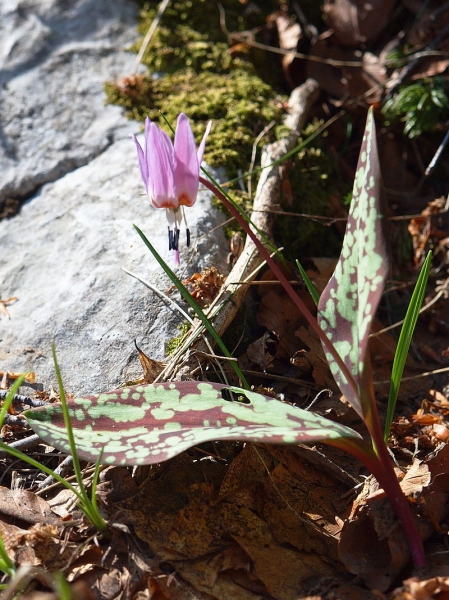 Pflanzenbild gross Hundszahnlilie - Erythronium dens-canis