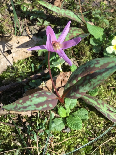 Pflanzenbild gross Hundszahnlilie - Erythronium dens-canis