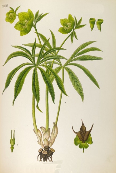 Pflanzenbild gross Grüne Nieswurz - Helleborus viridis