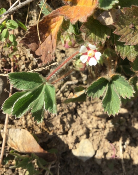 Pflanzenbild gross Kleinblütiges Fingerkraut - Potentilla micrantha