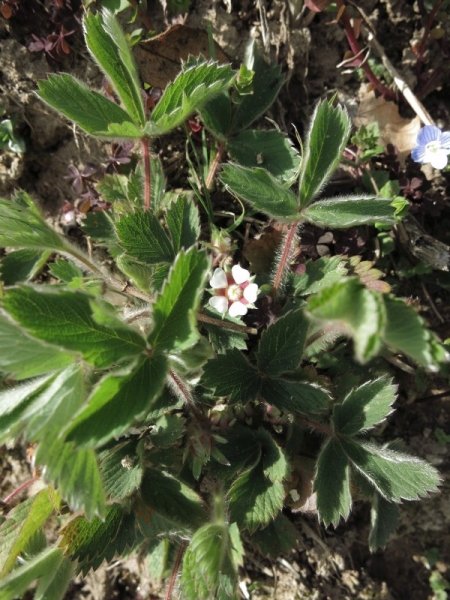 Pflanzenbild gross Kleinblütiges Fingerkraut - Potentilla micrantha