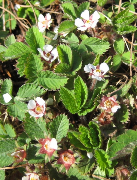 Pflanzenbild gross Kleinblütiges Fingerkraut - Potentilla micrantha