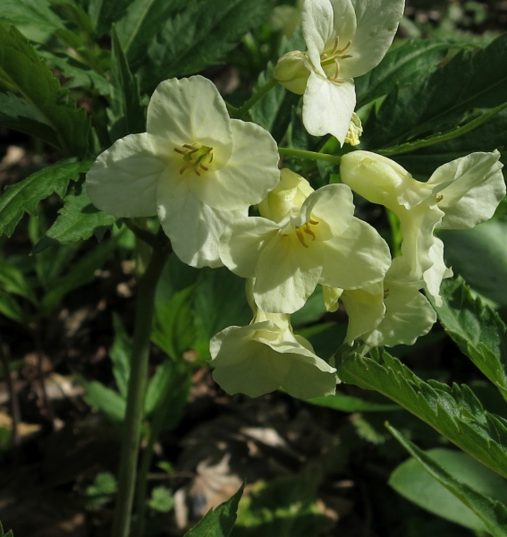Pflanzenbild gross Kitaibels Zahnwurz - Cardamine kitaibelii