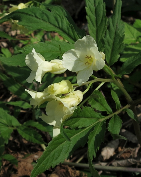 Pflanzenbild gross Kitaibels Zahnwurz - Cardamine kitaibelii
