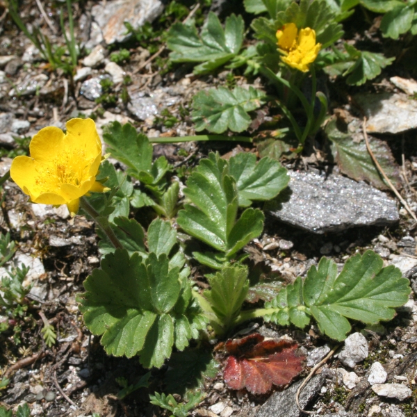 Pflanzenbild gross Berg-Nelkenwurz - Geum montanum