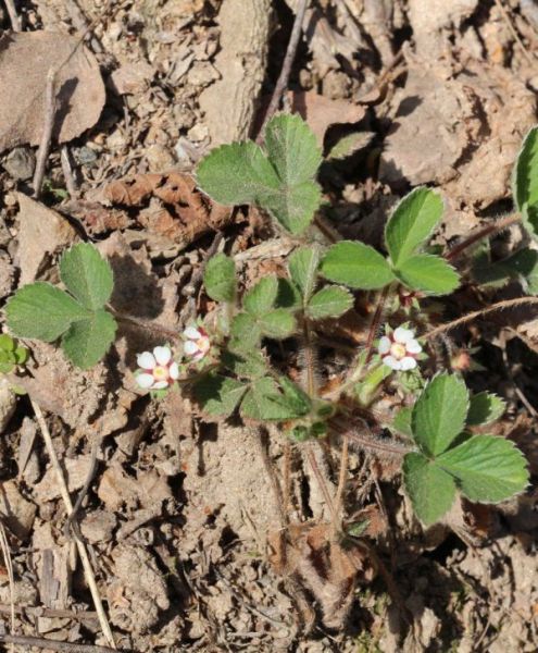 Pflanzenbild gross Kleinblütiges Fingerkraut - Potentilla micrantha