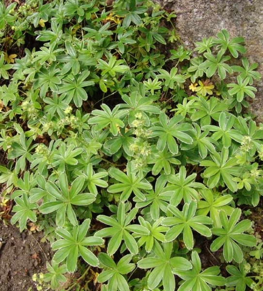 Pflanzenbild gross Alpen-Frauenmantel - Alchemilla alpina aggr.