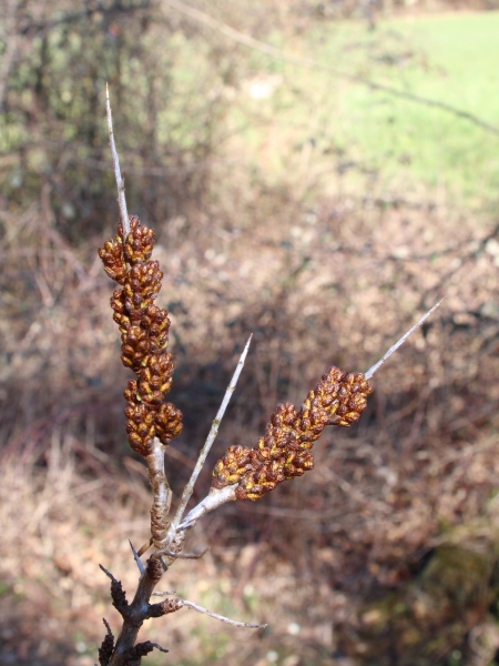 Pflanzenbild gross Sanddorn - Hippophaë rhamnoides