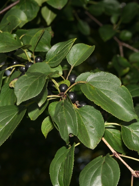 Pflanzenbild gross Purgier-Kreuzdorn - Rhamnus cathartica