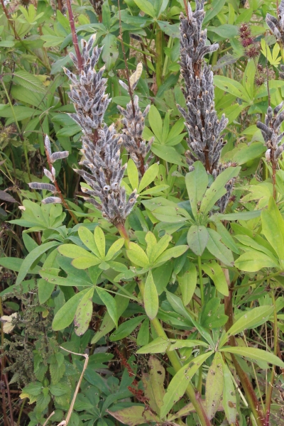 Pflanzenbild gross Vielblättrige Lupine - Lupinus polyphyllus