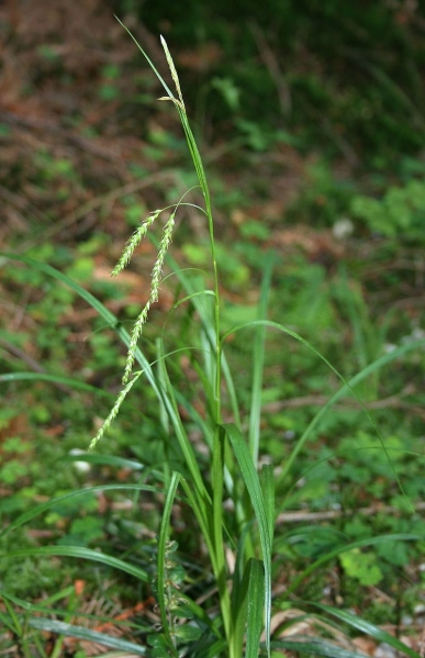 Pflanzenbild gross Wald-Segge - Carex sylvatica