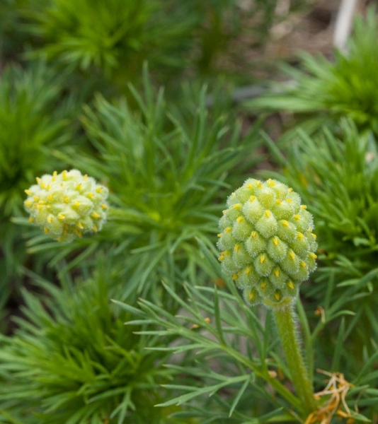 Pflanzenbild gross Frühlings-Adonis - Adonis vernalis