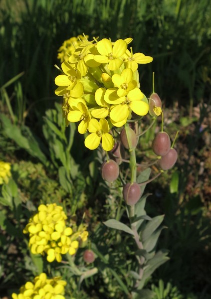 Pflanzenbild gross Blasenschötchen - Alyssoides utriculata