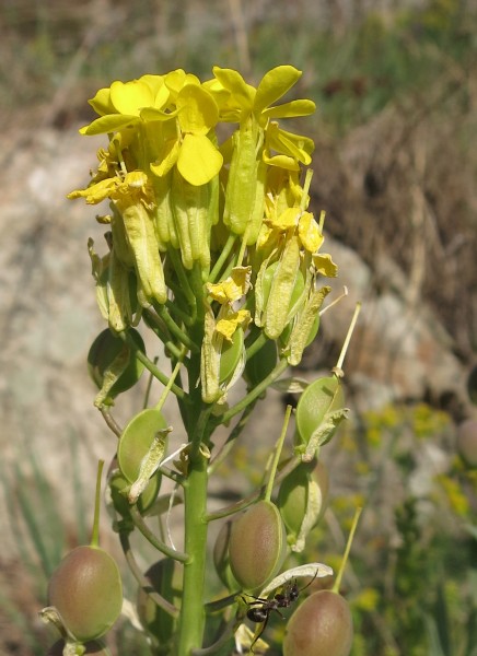 Pflanzenbild gross Blasenschötchen - Alyssoides utriculata