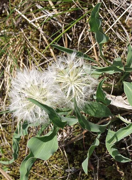 Pflanzenbild gross Österreicher Schwarzwurzel - Scorzonera austriaca