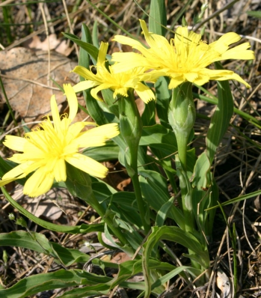Pflanzenbild gross Österreicher Schwarzwurzel - Scorzonera austriaca