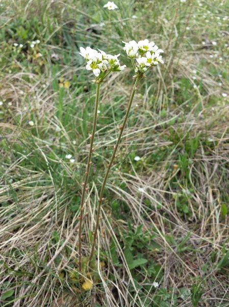 Pflanzenbild gross Zwiebel-Steinbrech - Saxifraga bulbifera