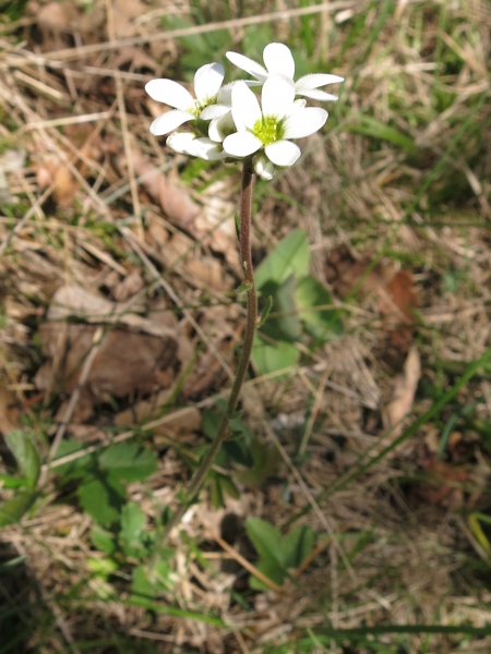Pflanzenbild gross Zwiebel-Steinbrech - Saxifraga bulbifera