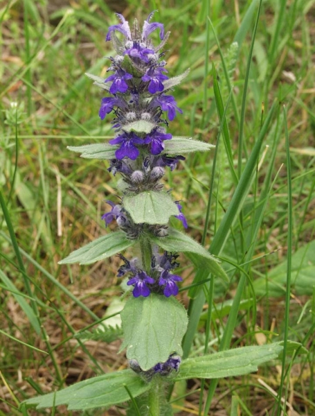 Pflanzenbild gross Genfer Günsel - Ajuga genevensis