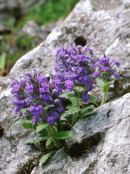 Pflanzenbild gross Genfer Günsel - Ajuga genevensis