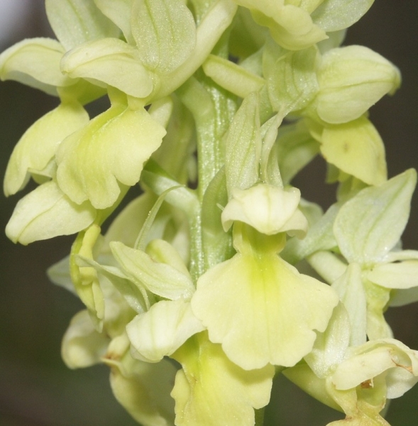 Pflanzenbild gross Blasses Knabenkraut - Orchis pallens