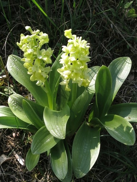 Pflanzenbild gross Blasses Knabenkraut - Orchis pallens