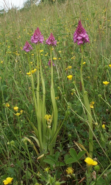 Pflanzenbild gross Spitzorchis - Anacamptis pyramidalis