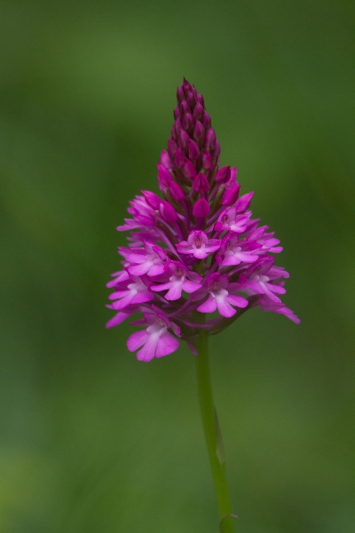 Pflanzenbild gross Spitzorchis - Anacamptis pyramidalis