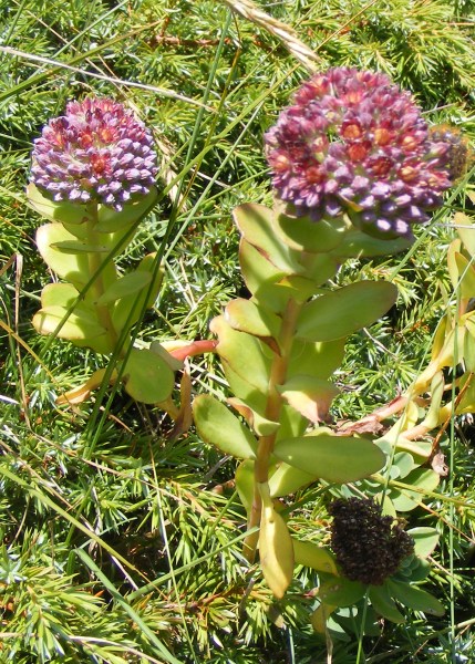 Pflanzenbild gross Rundblättriges Fettkraut - Sedum anacampseros
