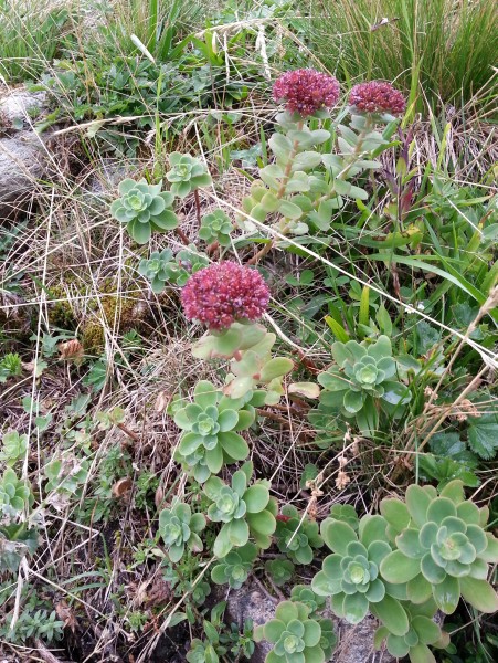 Pflanzenbild gross Rundblättriges Fettkraut - Sedum anacampseros
