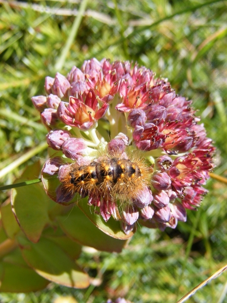Pflanzenbild gross Rundblättriges Fettkraut - Sedum anacampseros