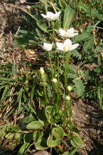 Pflanzenbild gross Sumpf-Herzblatt - Parnassia palustris